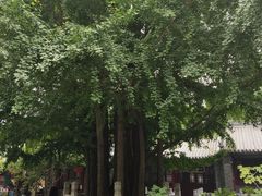 -潭柘寺景区