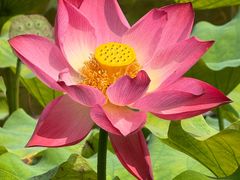 -石家庄市植物园