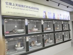 -翊宠yipet猫狗购宠庄园犬舍•猫舍