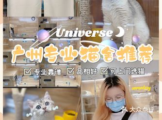 我拥有第二只小猫咪啦️广州靠谱猫舍-Universe猫宇