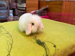 -宠物兔专门店(天丰利市场店)