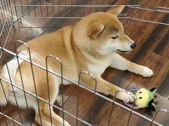 -豆柴町-柴犬主题狗咖(红鼎国际C座店)