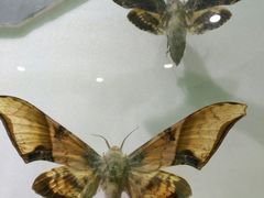 -上海昆虫博物馆