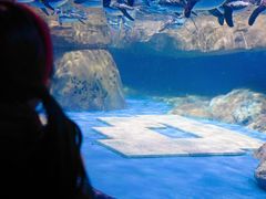 -海合安武汉极地海洋公园