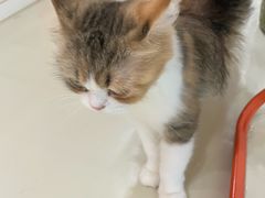 -三花喵·撸猫购宠·宠物生活馆(虹桥南丰城店)