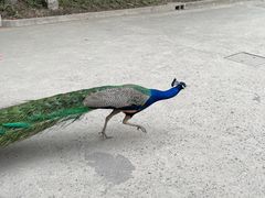 -J Create城市露营咖啡·简餐·宠物(上海动物园店)