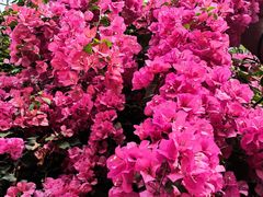 -呀路古热带植物园