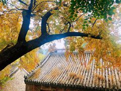 -潭柘寺景区