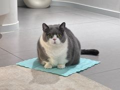 -四月宠物医院·猫专科·心脏专科·内科(转塘店)