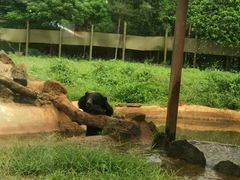 -海南热带野生动植物园