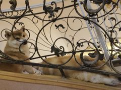 -喜柴咖啡·柴犬狗咖