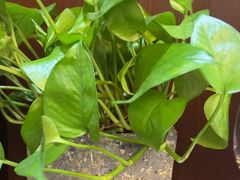 -东湖印象汉寿特色甲鱼钵子菜(渔人码头店)