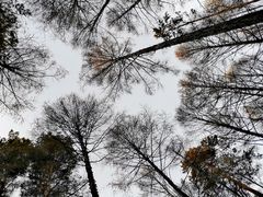 -北极村旅游风景区