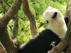 -上海野生动物园