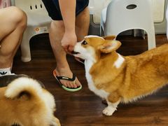 -柯斗斗主题餐厅·狗咖·围炉煮茶·茶饮(国瑞升平里店)