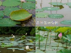 -大湾区中央湿地公园