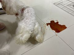 -宏光宠物医院(解放东路店)