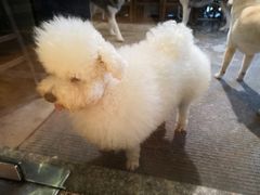 -more than meow吴止猫主题餐厅(承德 中船汇店)