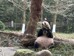-都江堰中华大熊猫苑