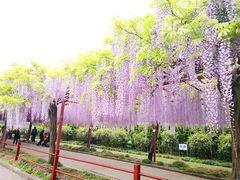 -嘉定紫藤园