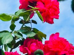 -金科花卉市场