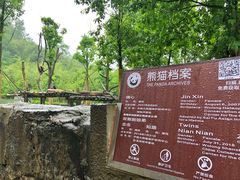 -都江堰中华大熊猫苑