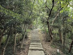 -上海佘山国家森林公园天马山园