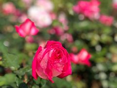 -人民公园(罗湖区)