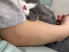 -瑞鹏宠物医院犬猫全科(真大分院)
