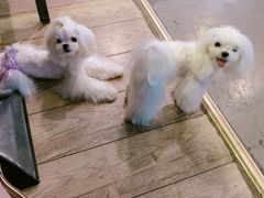 -百好乐宠物友好餐厅(朝外大街店)