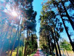 -上海长兴岛郊野公园