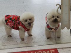 -喵园·猫主题咖啡厅·撸猫·猫咖(国贸店)