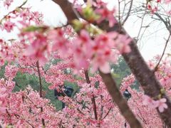 -武汉大学-樱园