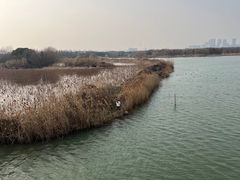 -贡湖湾湿地公园
