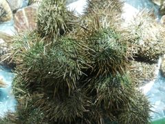 -港畔赶海蒸汽海鲜烧烤自助(仙螺岛店)