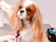 -艾贝尔宠物医院 ·内科全科(梁溪路店)