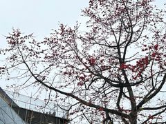 -广州中山纪念堂