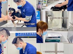-伟伟宠物医院·CT影像中心·瑞派犬猫综合性门诊(汉口总院)