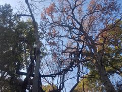 -绮园景区