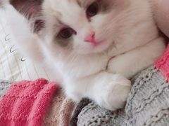 -Bastet sally猫舍购宠(静安店)
