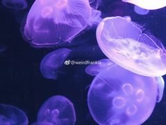 -悉尼海洋生物水族馆
