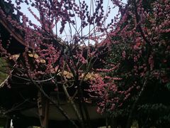 -杭州黄龙洞