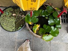 -61号餐吧(兴坪古镇漓江店)