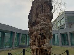 -金钉子远古世界景区