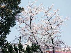 -嘉定紫藤园