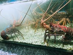 -Isla Sugbu Seafood City