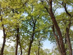 -汉长安城未央宫国家考古遗址公园