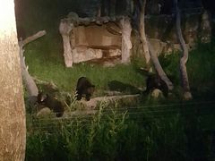 景点-清迈夜间动物园
