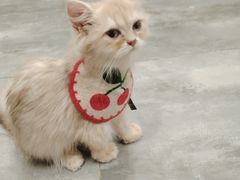 -楼上猫咖(罗湖店)