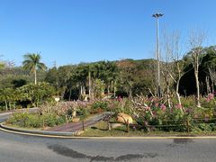 -深圳仙湖植物园